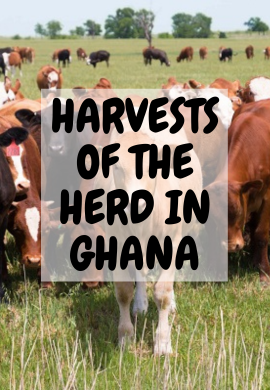 Harvests of the Herd: Cattle Farming's Vital Role in Ghana's Agriculture.